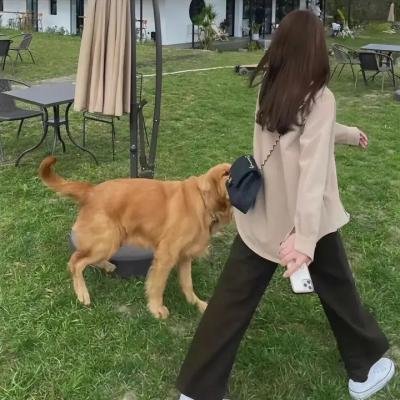 丑小鸭的天鹅湖